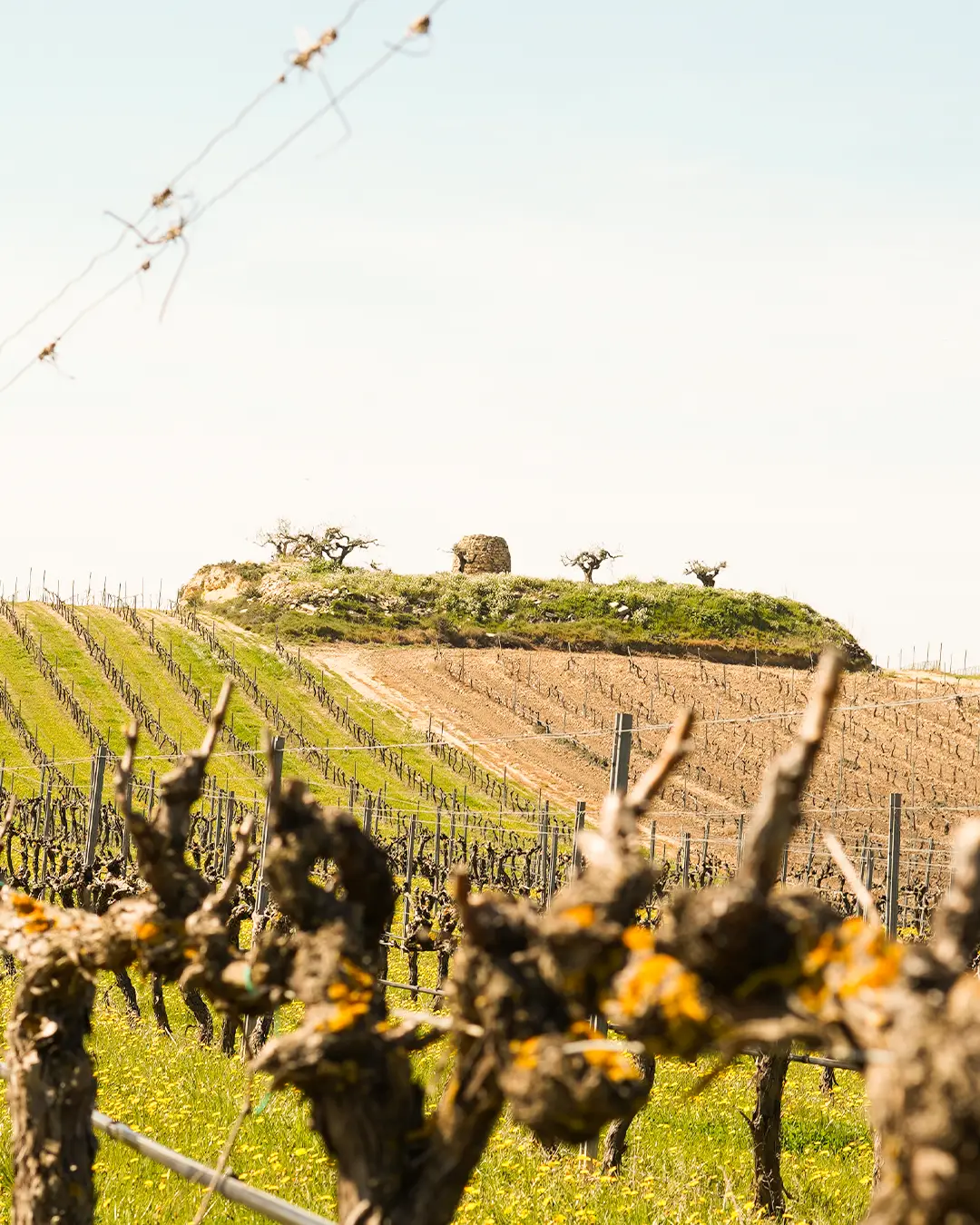 Guardaviñas tradicional en una de las fincas de viñedo de Bodegas Ondalán en Rioja Alavesa.